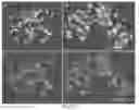 Fig. 09 - Genetic system for promoting recombination and gene transfer in wheat