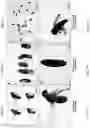 Fig. 02 - METHODS OF A DROSOPHILA MODEL FOR CHRONIC MYELOID LEUKEMIA (CML) TREATMENT