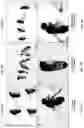 Fig. 03 - METHODS OF A DROSOPHILA MODEL FOR CHRONIC MYELOID LEUKEMIA (CML) TREATMENT