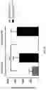 Fig. 06 - METHODS OF A DROSOPHILA MODEL FOR CHRONIC MYELOID LEUKEMIA (CML) TREATMENT