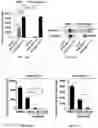 Fig. 26 - METHODS OF A DROSOPHILA MODEL FOR CHRONIC MYELOID LEUKEMIA (CML) TREATMENT