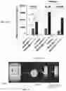 Fig. 29 - METHODS OF A DROSOPHILA MODEL FOR CHRONIC MYELOID LEUKEMIA (CML) TREATMENT