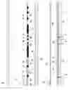 Fig. 09 - Textured window film