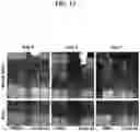 Fig. 13 - HERBICIDAL COMPOSITIONS AND METHODS OF USE THEREOF