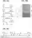 Fig. 19 - HERBICIDAL COMPOSITIONS AND METHODS OF USE THEREOF