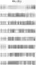 Fig. 24 - HERBICIDAL COMPOSITIONS AND METHODS OF USE THEREOF