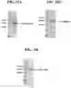 Fig. 34 - HERBICIDAL COMPOSITIONS AND METHODS OF USE THEREOF