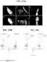 Fig. 42 - HERBICIDAL COMPOSITIONS AND METHODS OF USE THEREOF