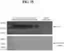Fig. 45 - HERBICIDAL COMPOSITIONS AND METHODS OF USE THEREOF