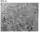 Fig. 04 - METHOD FOR MANUFACTURING PEELED NUTS