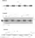 Fig. 07 - Skin closure devices with interrupted closure