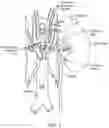 Fig. 03 - Methods for treating patients with catheter-based renal neuromodulation