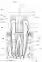 Fig. 01 - Apparatus, methods, and compositions for endodontic treatments