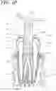 Fig. 09 - Apparatus, methods, and compositions for endodontic treatments
