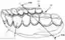 Fig. 01 - Retainer Engaging the Gums and a Method for Creating Such