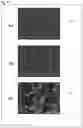 Fig. 14 - Biological tissue rootage face, implant, method for forming biological tissue rootage face, and method for producing implant