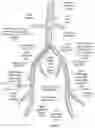 Fig. 17 - Apparatus and method for improved access of procedural catheter in tortuous vessels