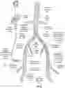 Fig. 18 - Apparatus and method for improved access of procedural catheter in tortuous vessels