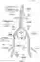 Fig. 22 - Apparatus and method for improved access of procedural catheter in tortuous vessels