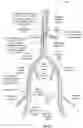 Fig. 23 - Apparatus and method for improved access of procedural catheter in tortuous vessels