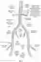 Fig. 25 - Apparatus and method for improved access of procedural catheter in tortuous vessels