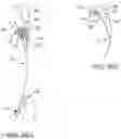 Fig. 40 - OCULAR INSERT APPARATUS AND METHODS