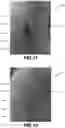 Fig. 07 - Colloidal silver combined with plant extracts for use in treating wounds and other skin conditions