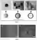 Fig. 03 - Particles and compositions comprising the same for transfection