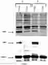 Fig. 04 - Particles and compositions comprising the same for transfection