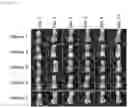 Fig. 06 - Bismuth-thiol compositions and methods for treating wounds