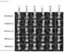 Fig. 08 - Bismuth-thiol compositions and methods for treating wounds