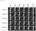 Fig. 09 - Bismuth-thiol compositions and methods for treating wounds