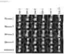 Fig. 10 - Bismuth-thiol compositions and methods for treating wounds