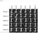 Fig. 11 - Bismuth-thiol compositions and methods for treating wounds