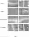 Fig. 08 - Nuclear transport modulators and uses thereof