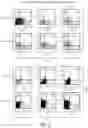 Fig. 03 - Methods of treating inflammatory bowel disease with AMD3100 and Tacrolimus