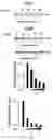 Fig. 27 - Methods of inhibiting viruses using compositions targeting TSG101-ubiquitin interaction