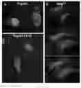 Fig. 33 - Methods of inhibiting viruses using compositions targeting TSG101-ubiquitin interaction