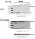 Fig. 50 - Methods of inhibiting viruses using compositions targeting TSG101-ubiquitin interaction