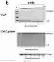 Fig. 51 - Methods of inhibiting viruses using compositions targeting TSG101-ubiquitin interaction