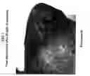 Fig. 15 - Salts and solid form of a BTK inhibitor