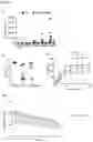 Fig. 06 - MicroRNA 19a/19b for use in treating a pathological condition associated with bone loss or reduced muscle function