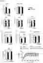 Fig. 07 - MicroRNA 19a/19b for use in treating a pathological condition associated with bone loss or reduced muscle function