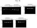 Fig. 23 - CYCLIC NUCLEIC ACID MOLECULE HAVING GENE EXPRESSION CONTROL FUNCTION