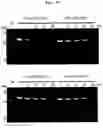 Fig. 24 - CYCLIC NUCLEIC ACID MOLECULE HAVING GENE EXPRESSION CONTROL FUNCTION