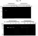 Fig. 25 - CYCLIC NUCLEIC ACID MOLECULE HAVING GENE EXPRESSION CONTROL FUNCTION