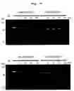 Fig. 26 - CYCLIC NUCLEIC ACID MOLECULE HAVING GENE EXPRESSION CONTROL FUNCTION