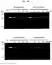Fig. 27 - CYCLIC NUCLEIC ACID MOLECULE HAVING GENE EXPRESSION CONTROL FUNCTION