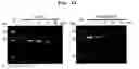 Fig. 29 - CYCLIC NUCLEIC ACID MOLECULE HAVING GENE EXPRESSION CONTROL FUNCTION
