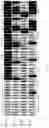 Fig. 06 - MULTI-FUNCTION AND MULTI-TARGETING CAR SYSTEM AND METHODS FOR USE THEREOF